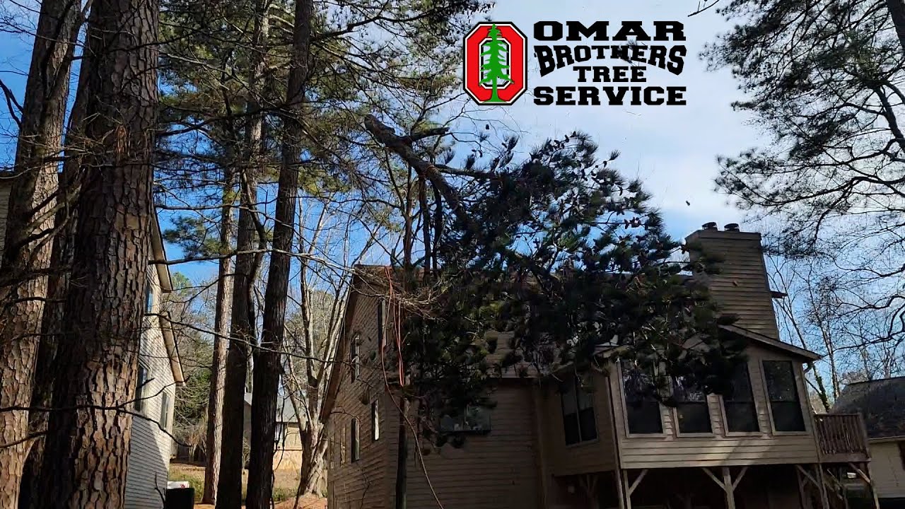 Full Service Licensed and Insured Tree Company || Omar Brothers Tree Services
